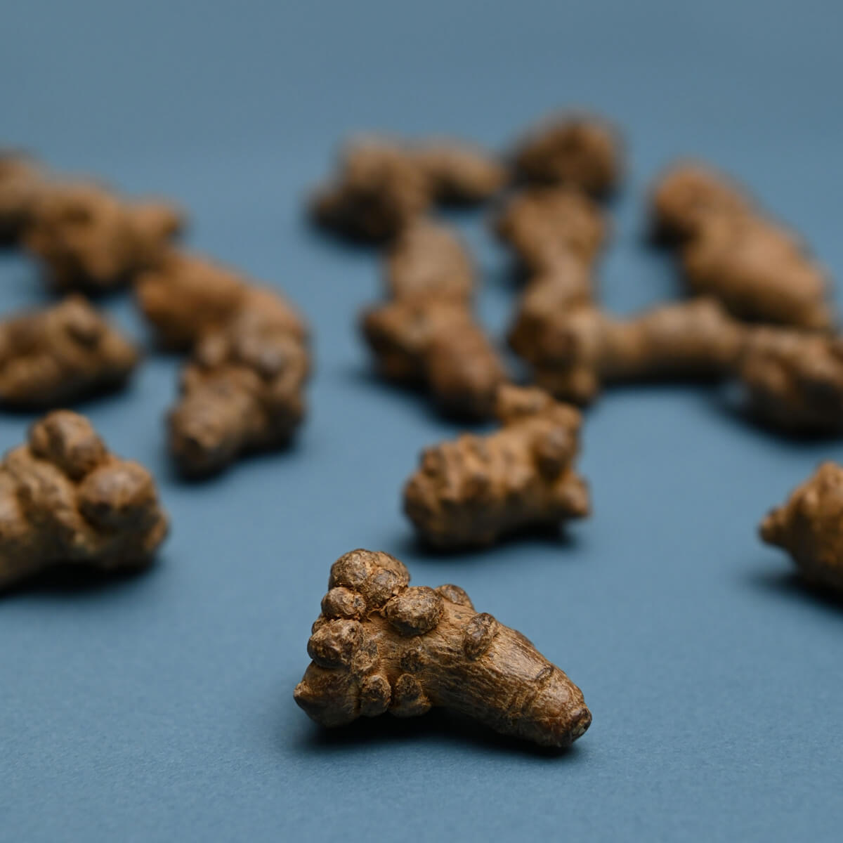 発酵田七人参の原料 田七人参（中国雲南省産）｜太陽食品 それいゆ